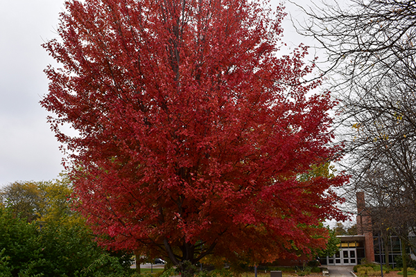 Tree during Fall